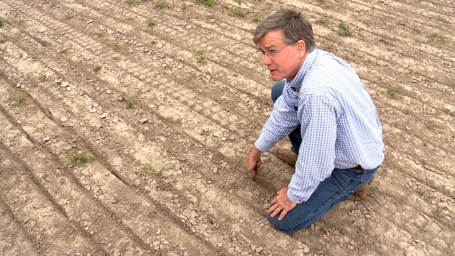 Drought has forced Texas rice famer Ronald Gertson to drill wells to get enough water to plant his crops. The irrigation canals that normally feed his farm are dry. Drought has forced Texas rice famer Ronald Gertson to drill wells to get enough water to plant his crops. The irrigation canals that normally feed his farm are dry.
